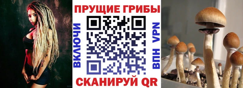 даркнет сайт  Сольцы  Псилоцибиновые грибы мицелий 